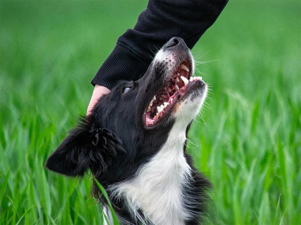 border collie being petted