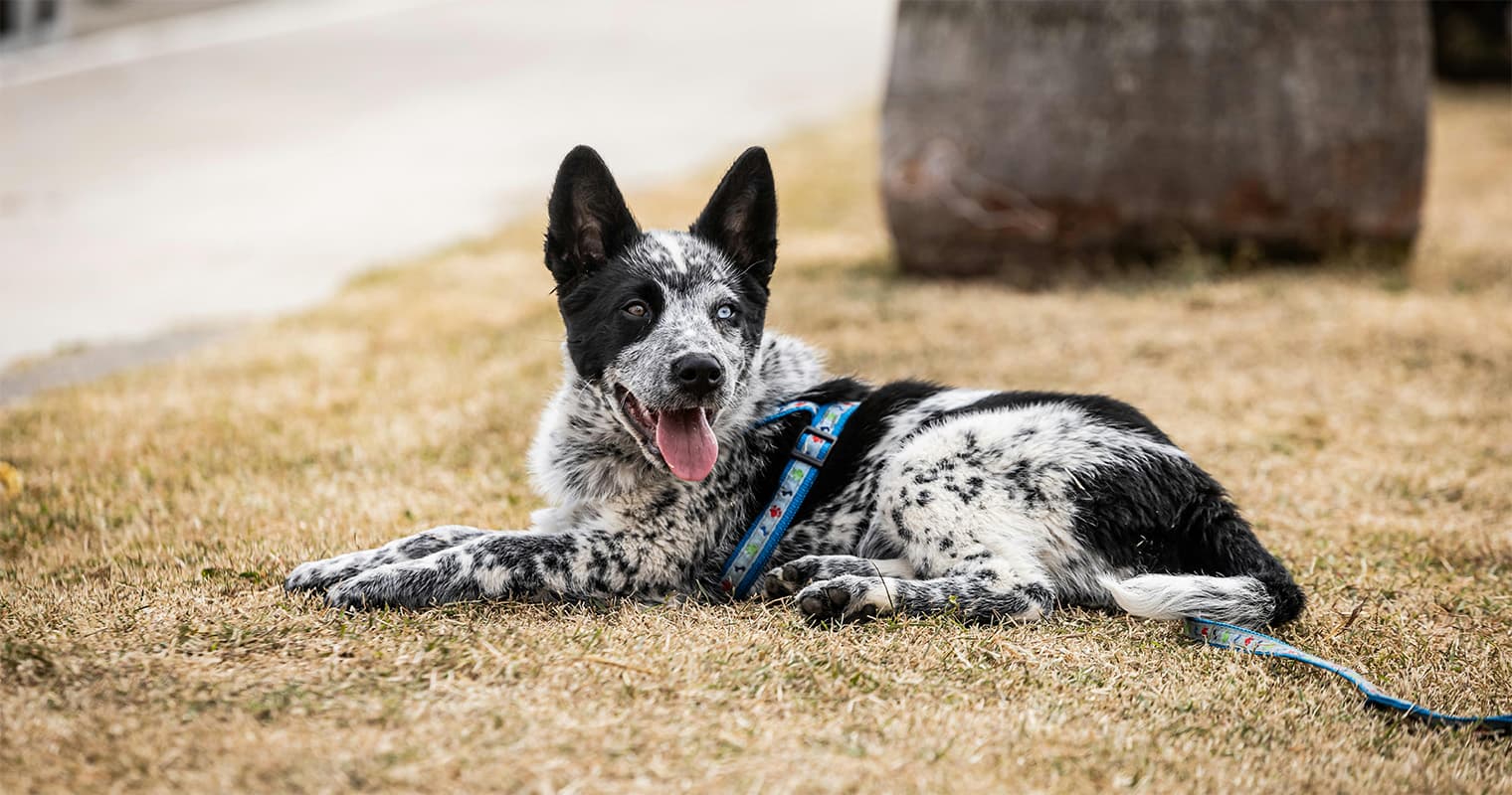 How Much Does It Cost to Surrender an Australian Cattle Dog?