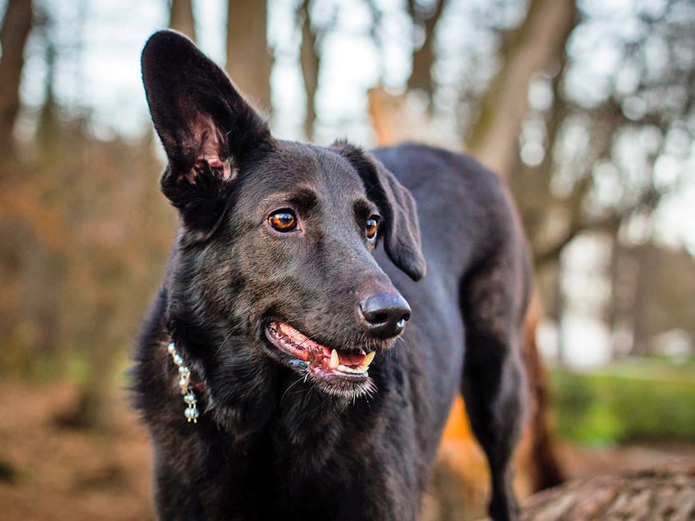 Are There Certain Sounds That ‘Attract’ Cats and Dogs? The Internet Thinks So
