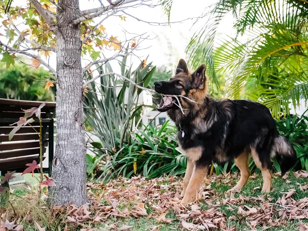 Do You Have to Pay to Rehome a German Shepherd Dog?
