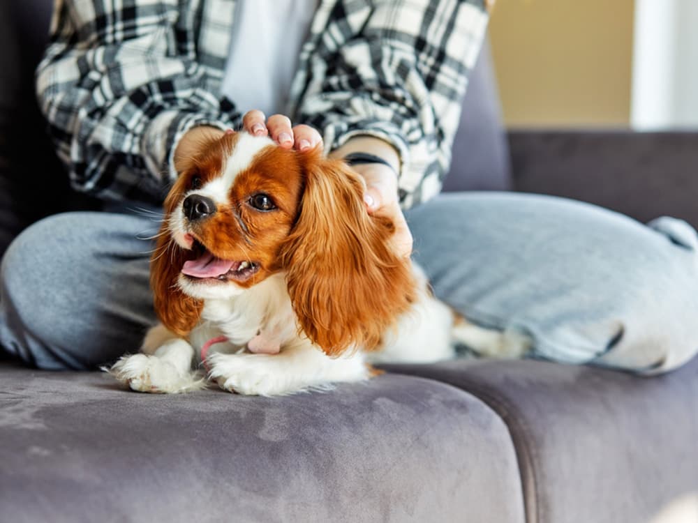 Charles spaniel