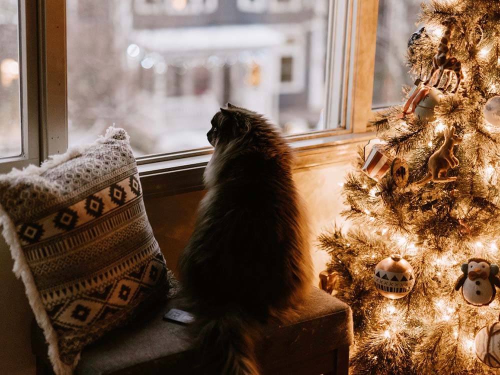 My Cat’s New Year’s Resolutions