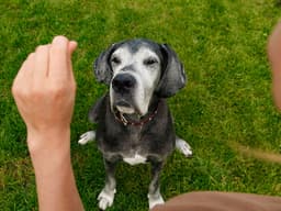 Are You Making These Common Dog Training Mistakes?