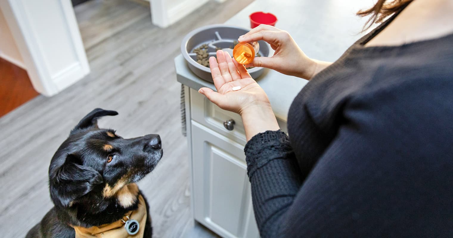 What Medication Can I Give My Dog for Separation Anxiety?