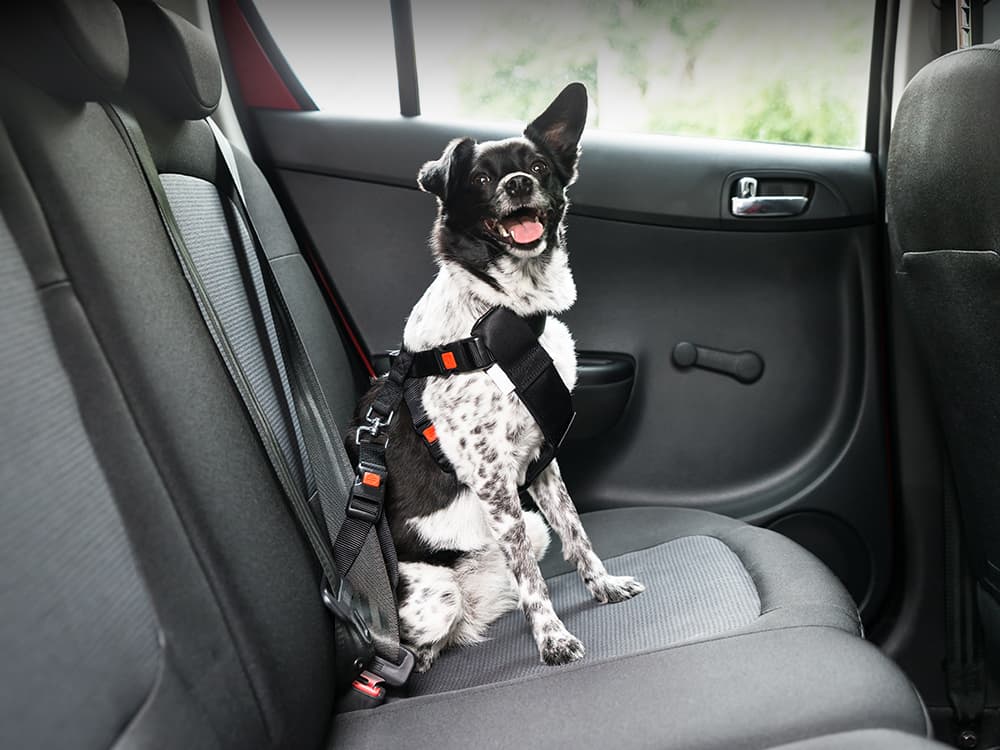 How to Drive Your Newly Adopted Dog Home