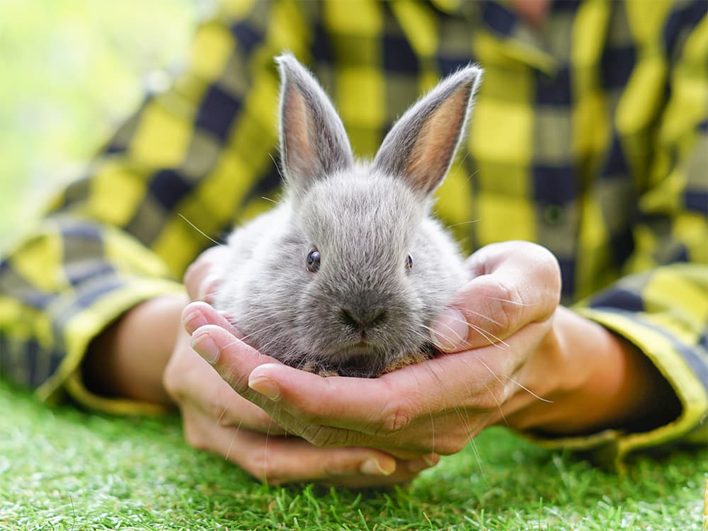 small gray rabbit being held