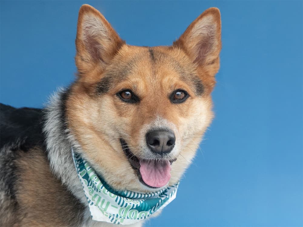 shiba shepherd mix