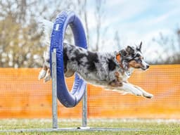 13 Dog Sports for Your Athletic Pup to Enjoy