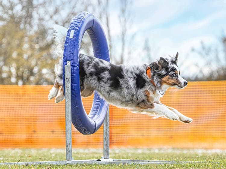 13 Dog Sports for Your Athletic Pup to Enjoy