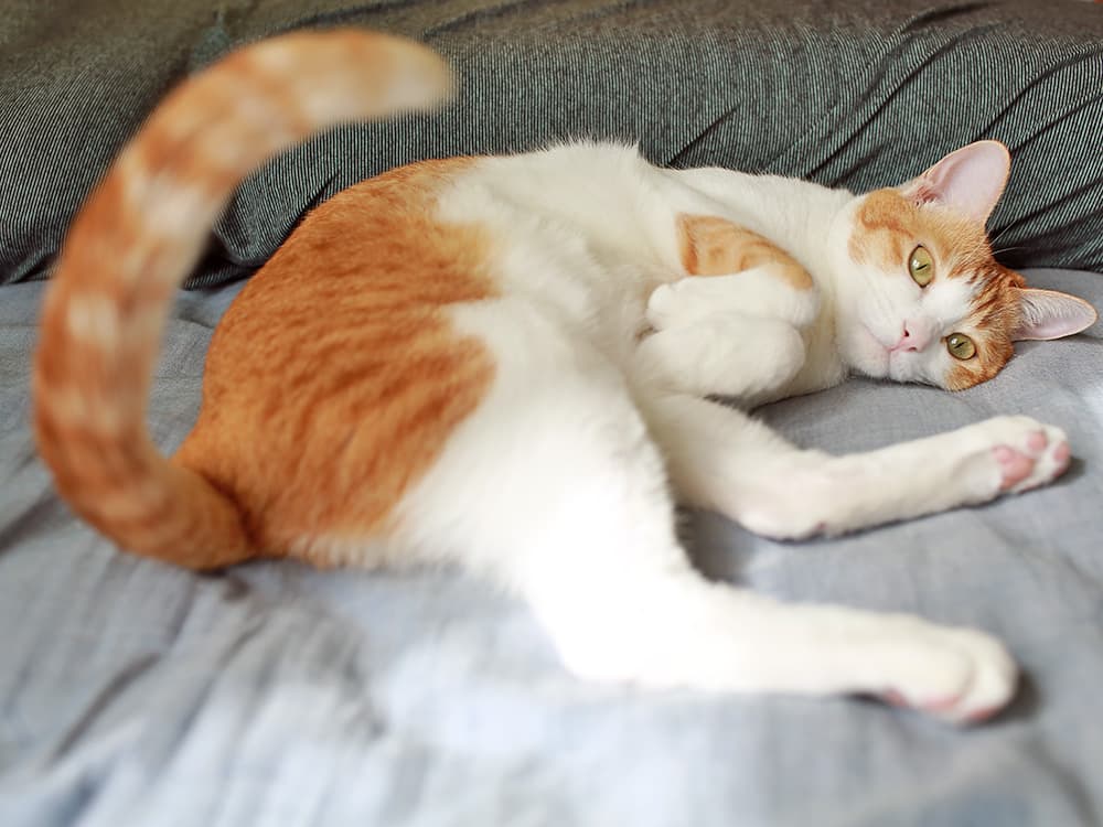 What Does it Mean When a Cat Wags Their Tail? Guide to Cat Tail Language