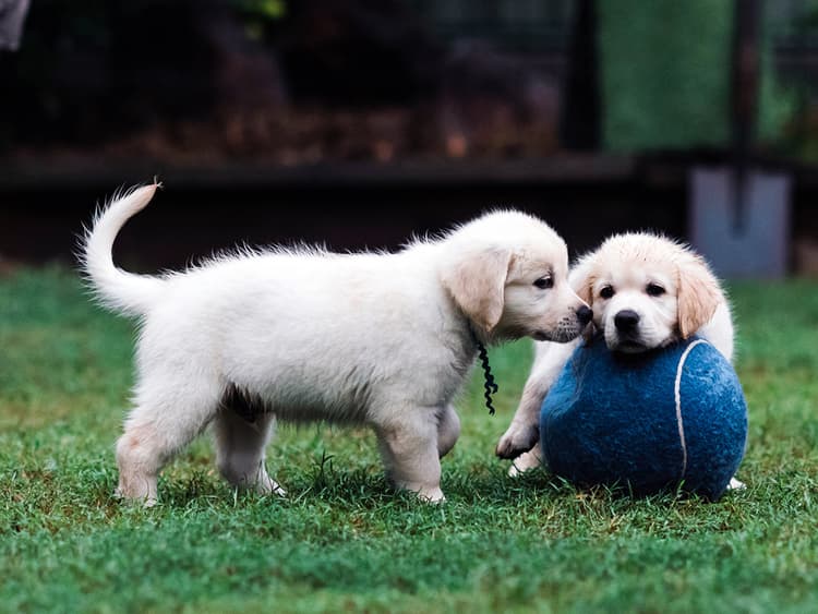 What to Expect at Puppy Socialization Classes