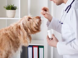 How to Find a Veterinary Specialist