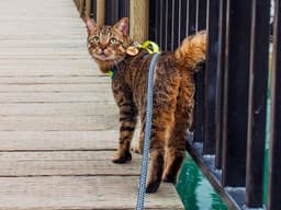 Could Your Cat Be an Adventure Cat?