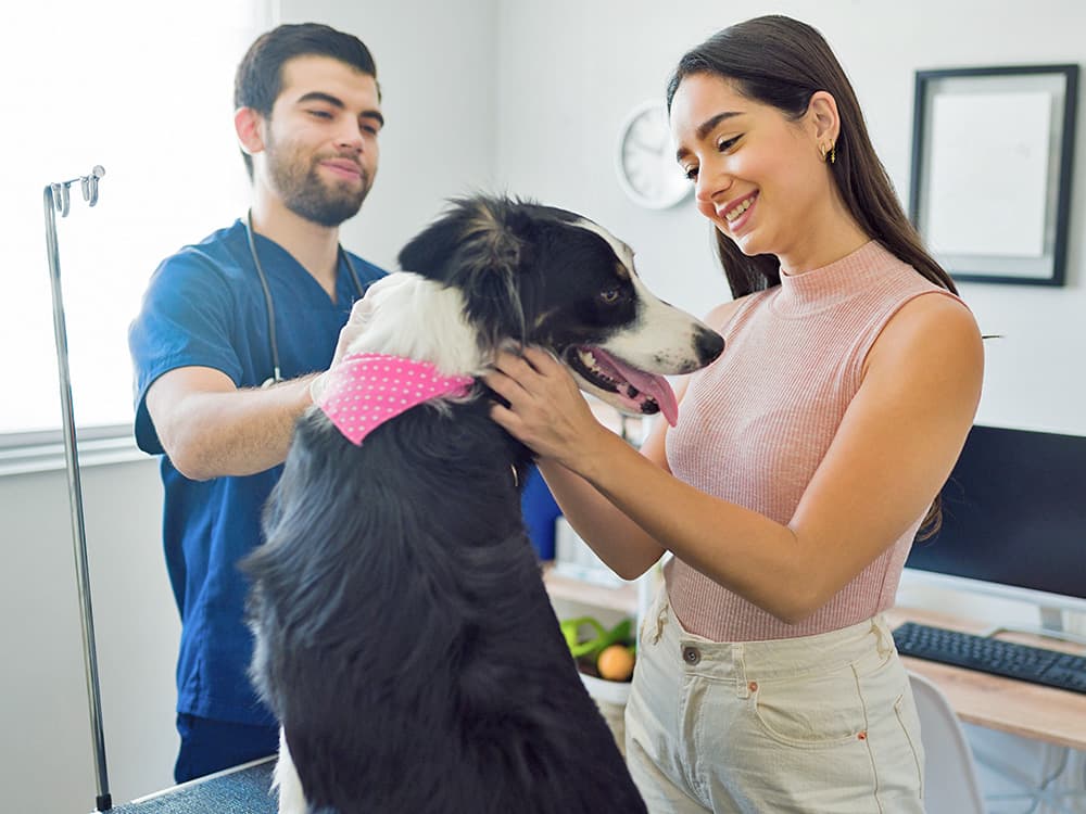 How Much Does a Vet Visit Cost? Average Cost in 2026
