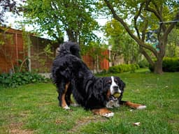 Play Bows: the Universal Dog Signal That You’re Never Leaving the Park