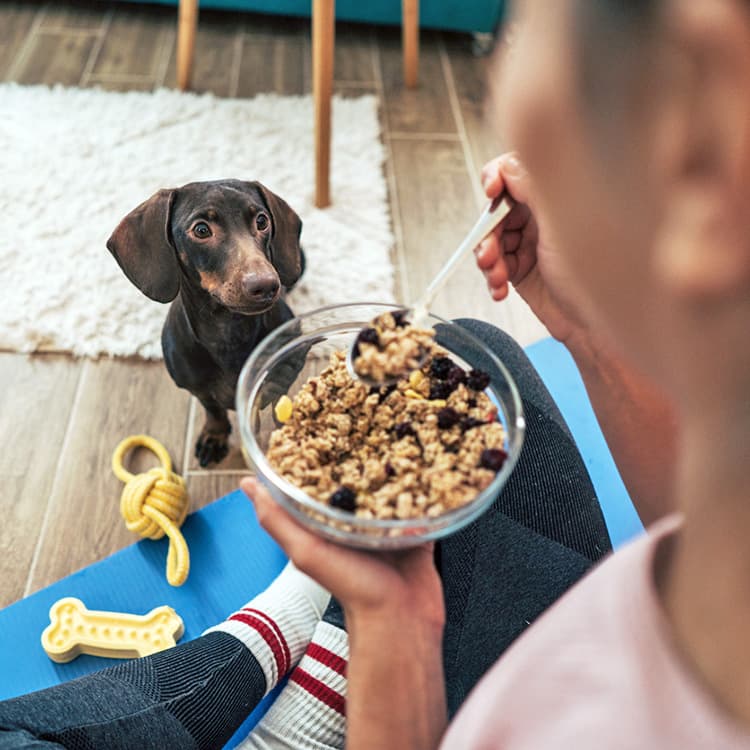 Can Dogs Eat Raisins? Learn if Raisins Are Toxic to Them