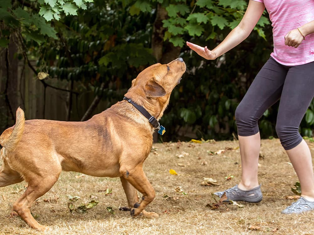 How to Train a Dog to Stay