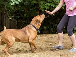How to Train a Dog to Stay
