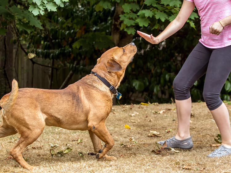 How to Train a Dog to Stay