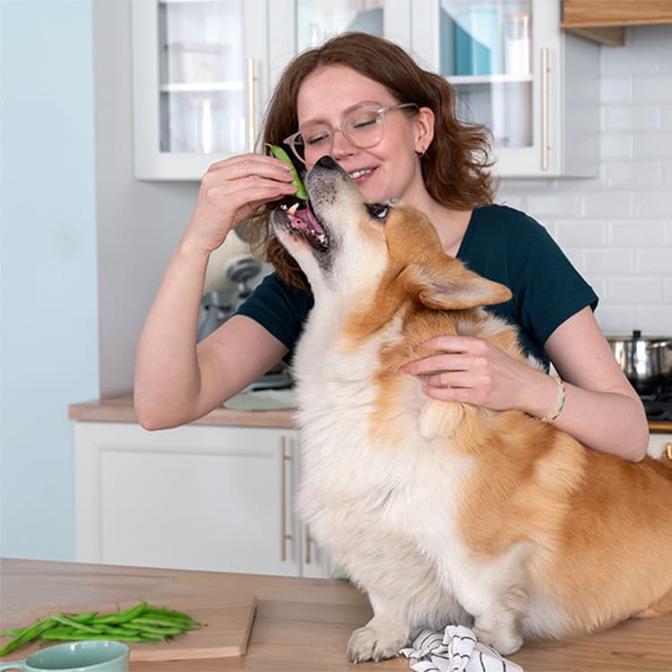 Can Dogs Eat Green Beans?