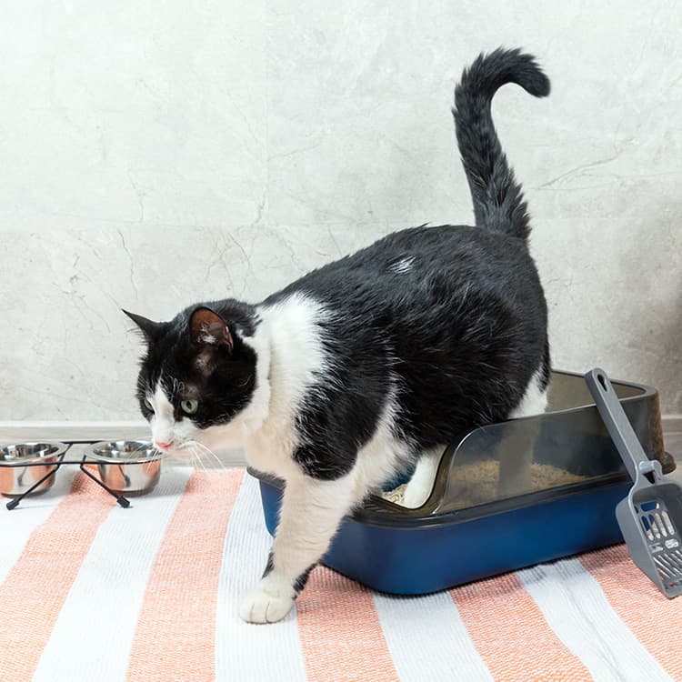 Why Does My Cat’s Pee Smell So Bad? Cat-Urine Odor Explained