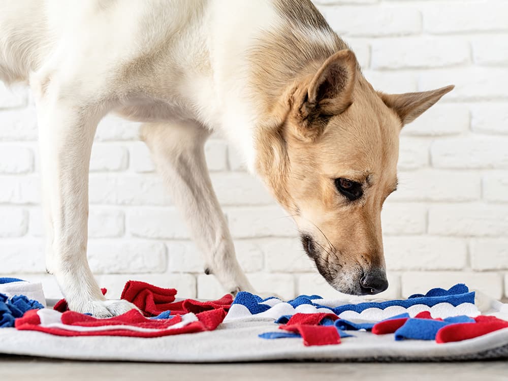 How to Help Your Bored Senior Dog Spice Up Their Life