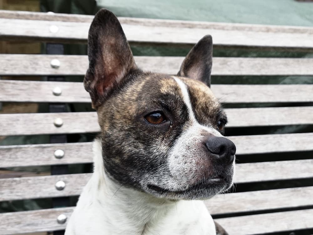 french bull dog chihuahua mix