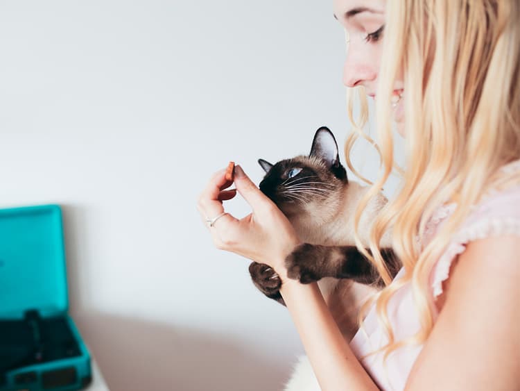 Can Cats Eat Ham?