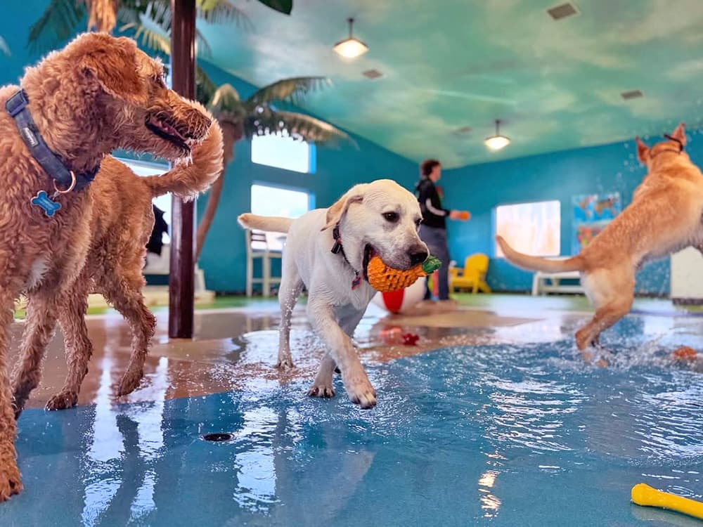 The Best Dog Water Parks Where Your Pup Can Stay Cool This Summer