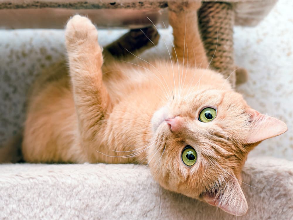 American Shorthair cat