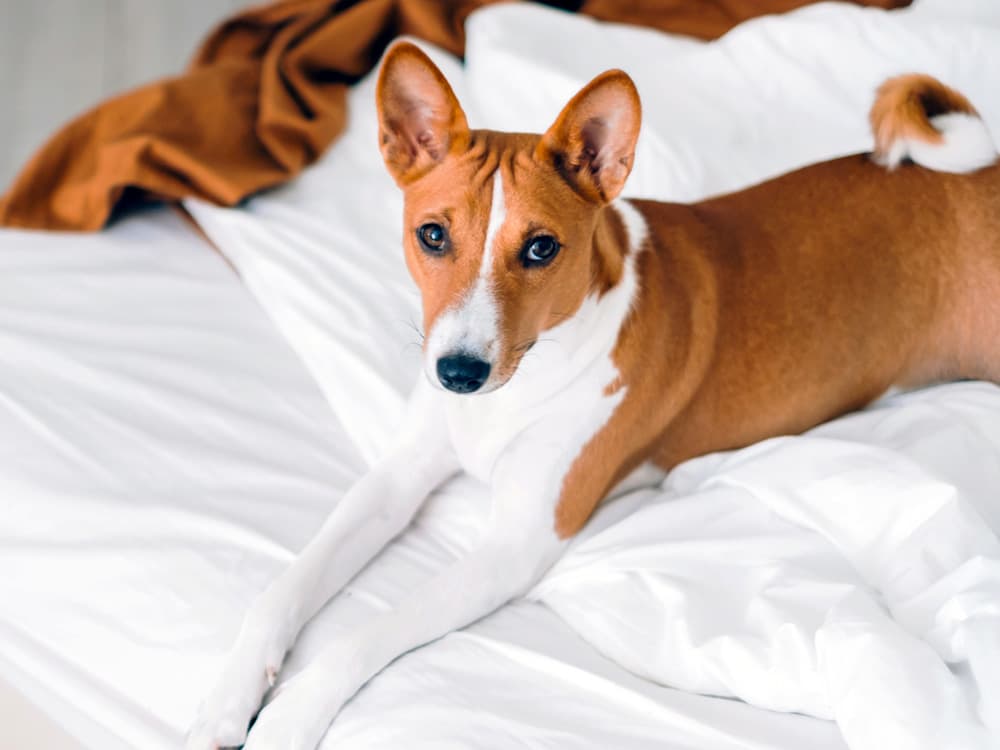 low maintence basenji