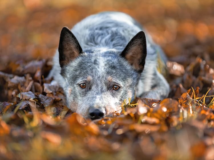 10 Things Dogs Actually Hate About Fall