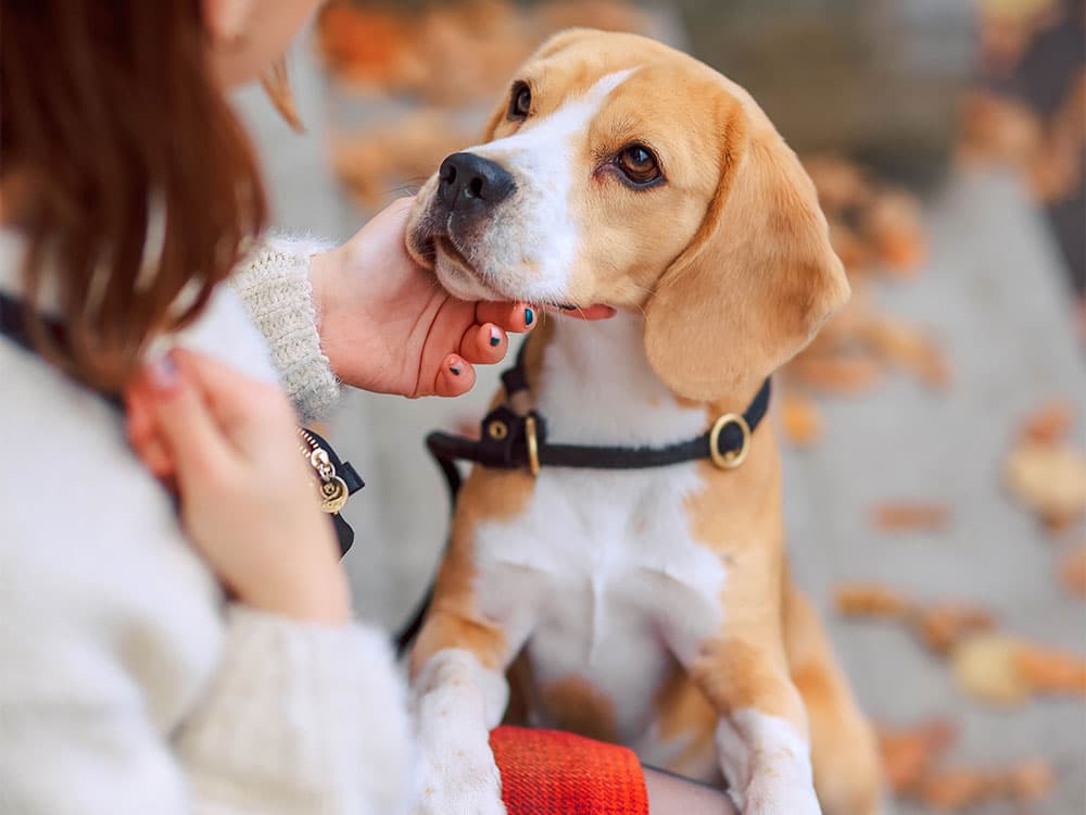 beagle dog