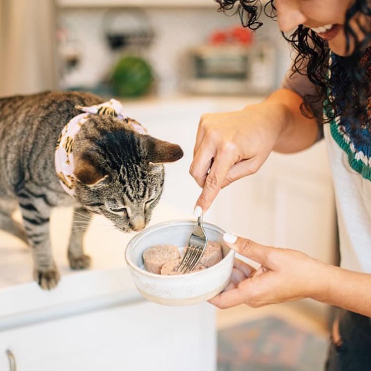 Everything You Need to Know About Freeze-Dried Cat Food