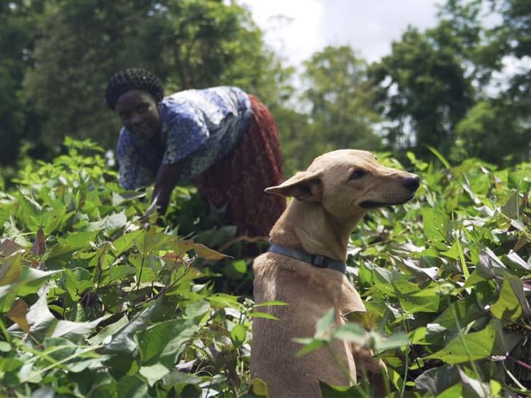 We Don’t Deserve Dogs: a Film Celebrating the Human-Canine Bond
