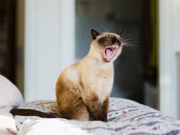 Why Is My Cat Coughing?