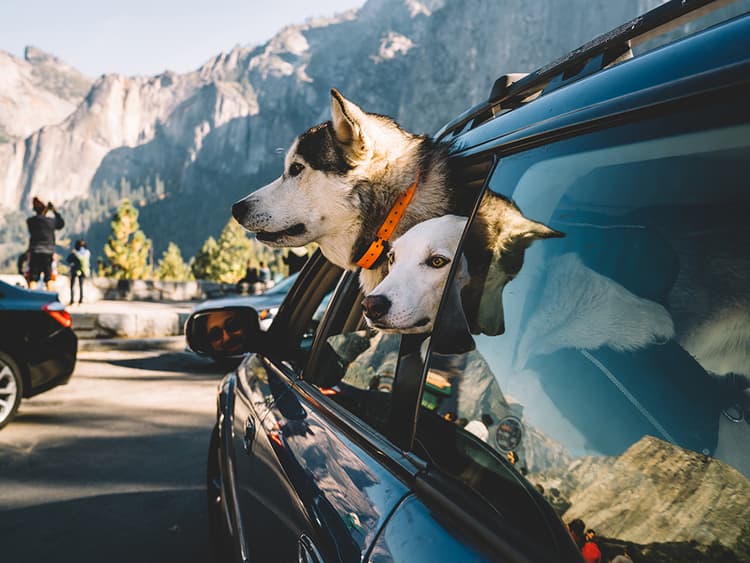 Dog-Friendly Destinations: Aspen, Yosemite, North Vermont