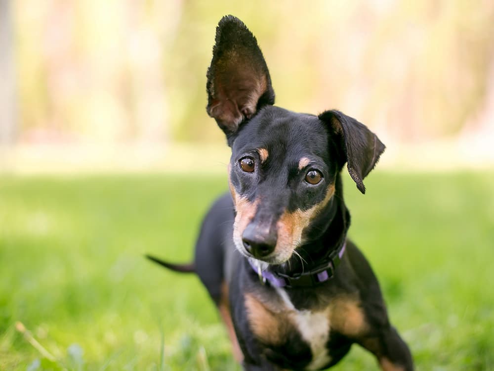 15 Amazing Facts About Dog Ears