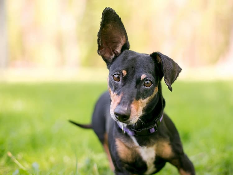 15 Amazing Facts About Dog Ears