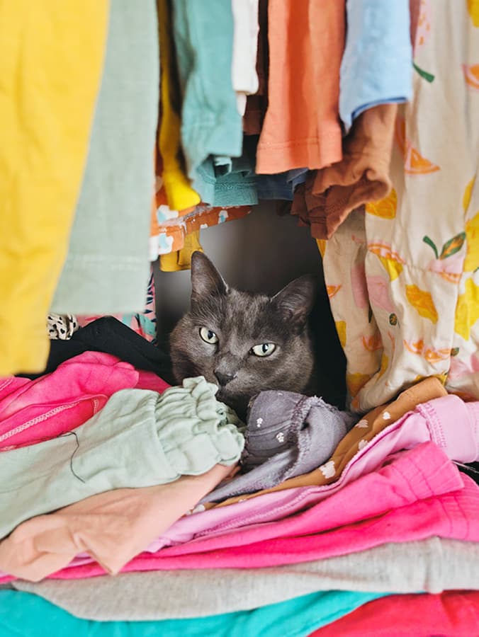 Your Cat Isn’t Really Comforted by Items With Your Scent on Them, Study Says