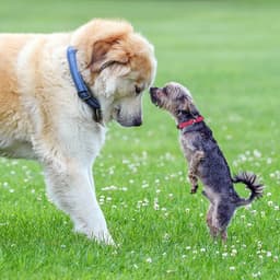 6 Biggest Differences Between Small and Large Dogs (It’s Not Just Their Size)