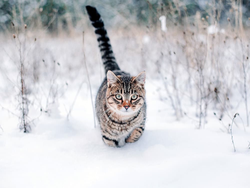 How to Make an Outdoor Cat House for Winter