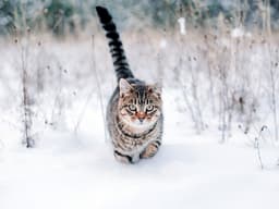How to Make an Outdoor Cat House for Winter