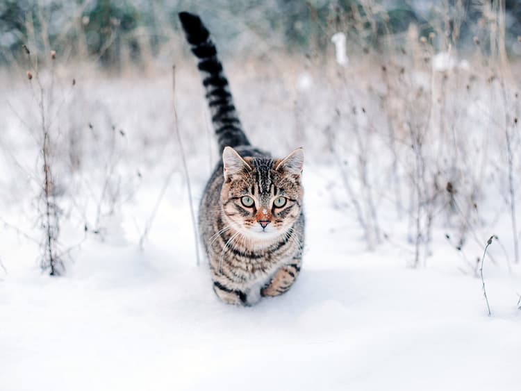 How to Make an Outdoor Cat House for Winter