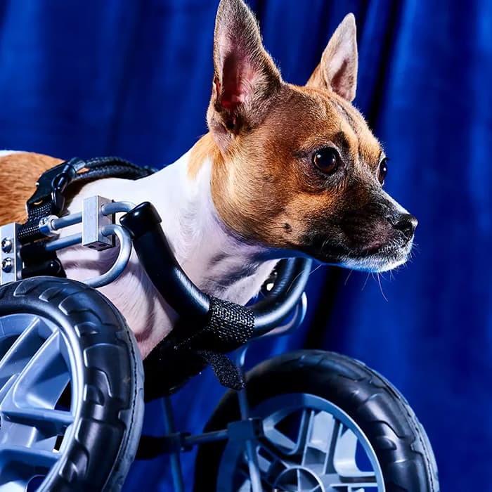 Meet the 11 Special-Needs Dogs Competing in Puppy Bowl 2023