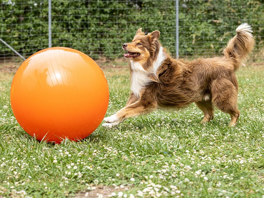 “Urban Herding” Can Burn Your Dog’s Energy