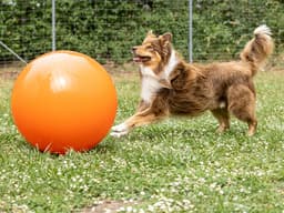 “Urban Herding” Can Burn Your Dog’s Energy