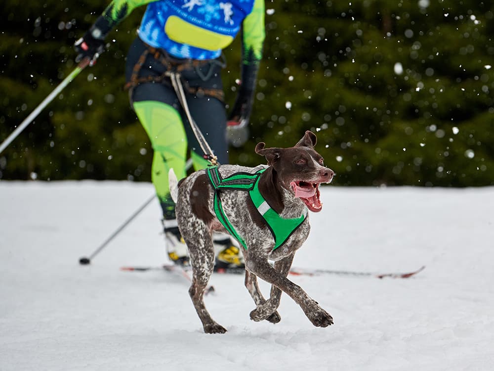 How to Ski With Your Dog