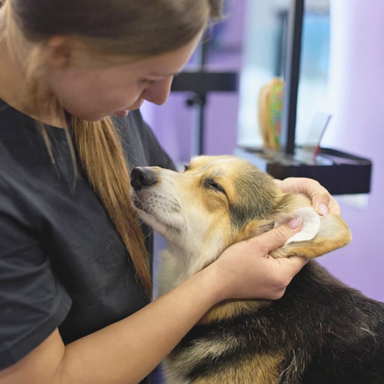 Best Homemade Dog-Ear-Cleaning Solution