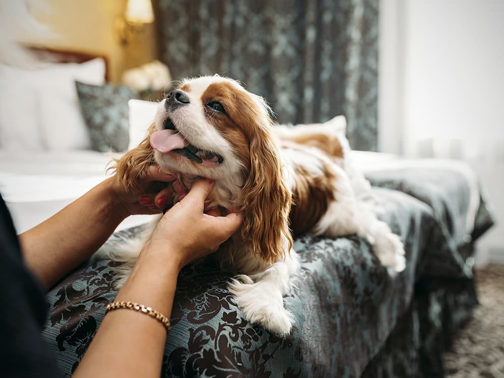 Dogs Get Dry Eye Too...Some Breeds More Than Others